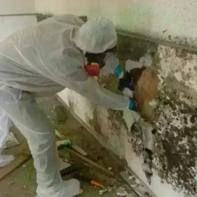 Mold Remediation and Removal in Bell Gardens, CA